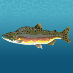 Fototapeta premium Wild Salmon Fish