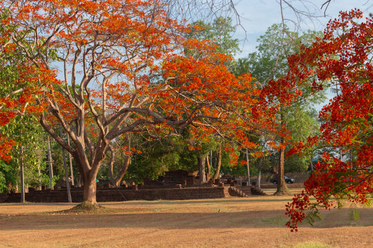A beautiful Barbados Pride Trees at Khamphaeng Phet Historical Park Thailand.