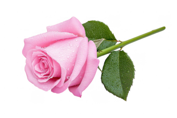 Vibrant Pink Rose in Black Frame, Fresh Cut Floral Arrangement, Botanical Flower Close-Up, Beautiful Stem on Dark Background