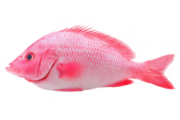 Vibrant Pinkish Red Cichlid Pufferfish Species Tropical Fish Portrait Against Black Background Swimming Sideways