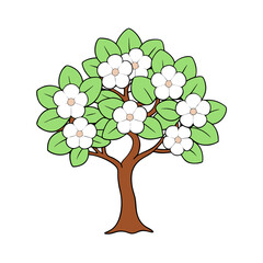 dogwood tree vector illustration