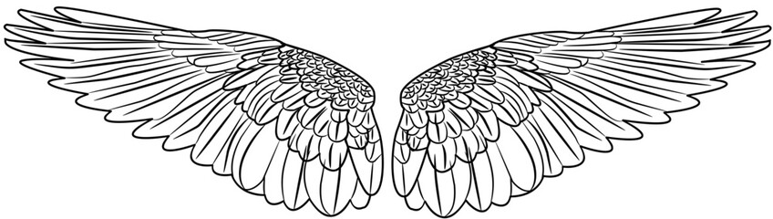 Obraz premium Angel Wings outline