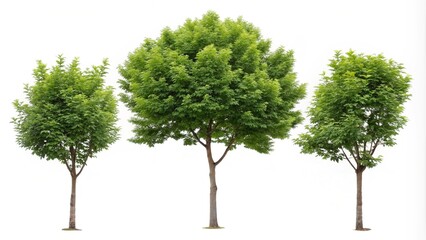green tree isolated on white background cutout