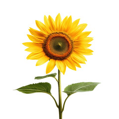 Fototapeta premium Vibrant sunflower on a black background