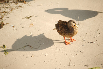 Isolated High view one duck walking left to right on tan sand in the early morning sun. Shadows of two ducks in bright sun. Room for copy horizontal view.

