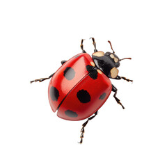Realistic 3D rendering of a ladybug on a black background