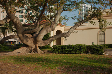 Wide view of a large Kapok Tree branches in early morning sun. Near St. Petersburg Museum of Fine...