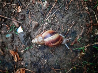 group of Lissachatina fulica snails on the garden ground while raining