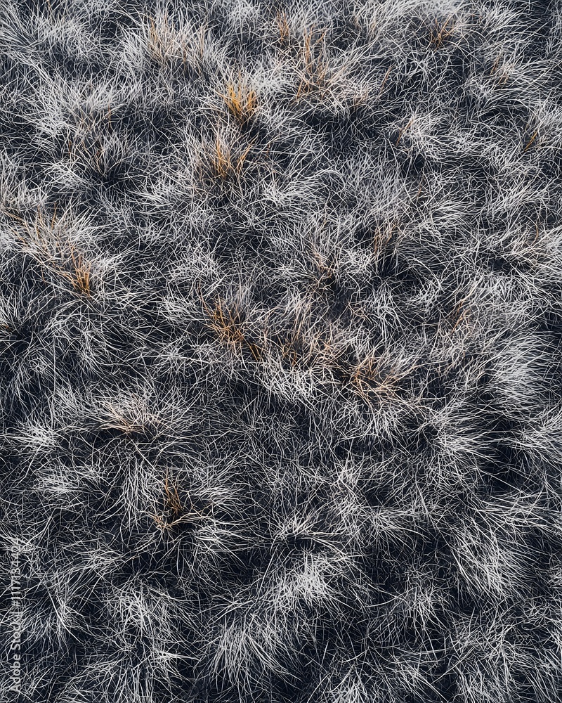 Poster a dense patch of grass with varying textures and colors, creating an organic pattern.