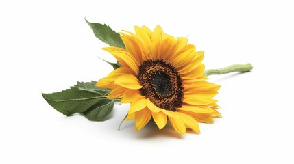 Obraz premium A vibrant sunflower with yellow petals and a dark center, resting on a white background, showcasing its natural beauty and simplicity.