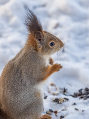 The squirrel in winter sits on white snow.