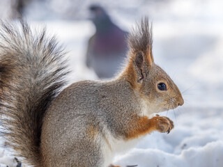 The squirrel in winter sits on white snow.