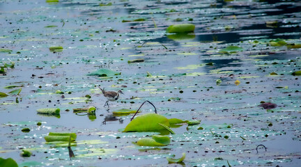 bird in the pond