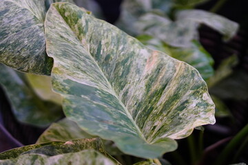 Closeup to Philodendron Giganteum Variegated