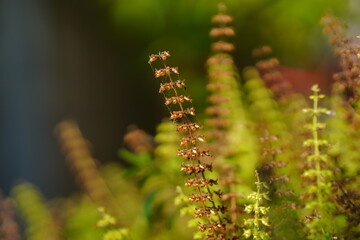 Thai Holy basil Ocimum tenuiflorum sanctum or Tulsi kaphrao Holy basil is an erect, Leaves red vegetable with flower blooming in garden on nature background