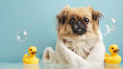 Cute Pekingese dog wrapped in towel bottles rubber ducks and bubbles on light blue background