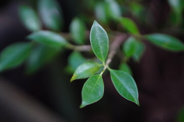 Korean banyan tree. Green leaves background.  Selective focus.