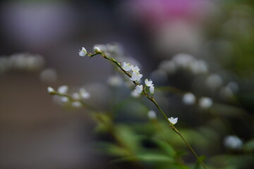 Close up macro shot of Vietnamese coriander plant with blooming pink flowers in the garden