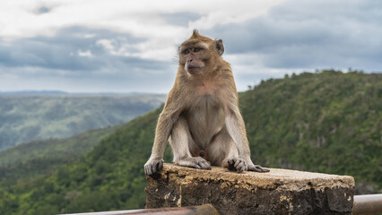 The crab-eating monkey is sitting on top of the fence, looking into the distance. Soft background - green mountains, sky, clouds. Mauritius. The observation deck Black River Gorges National Park
