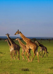 giraffe in the savannah