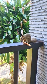 The plantain squirrel, oriental squirrel, or tricolored squirrel is enjoying its food