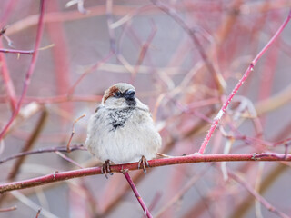 Sparrow sits on a branch without leaves.