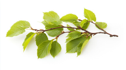Fototapeta premium Spring Branch with Fresh Green Leaves Isolated on White