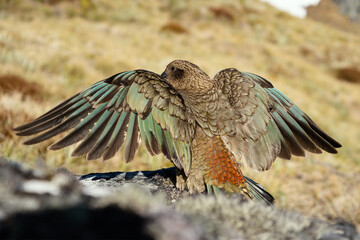 New Zealand Kea bird feathers