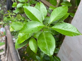 Citrus cavaleriei, the Ichang papeda is a slow growing species of papeda that has characteristic lemon scented foliage and flowers.