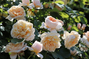 Rose garden