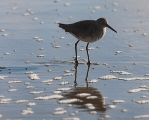 bird on the beach