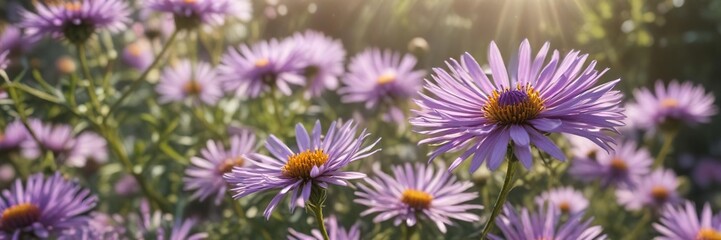 Obraz premium Delicate purple petals of Aster amellus flower spreading wide on a sunny morning, floral details, nature photography, sunlit garden