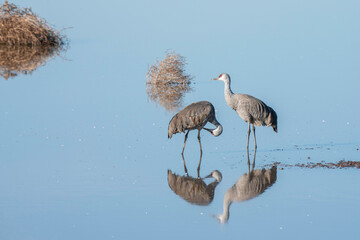 Sandhill Cranes in Arizona, USA