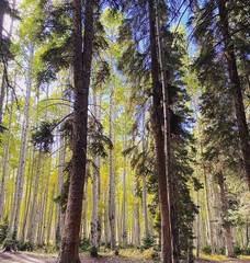 Obraz premium forest in autumn