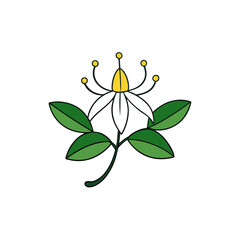 honeysuckle vector illustration