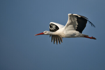 white stork in flight