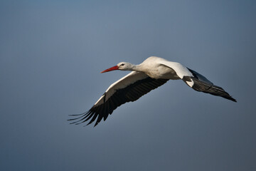white stork in flight