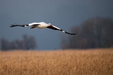white stork in flight