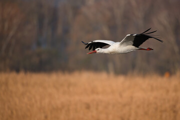 white stork in flight