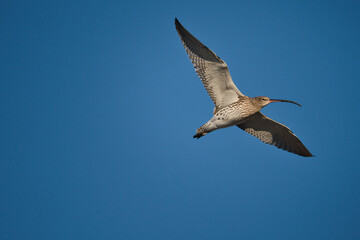 Curlew flies in the blue morning sky