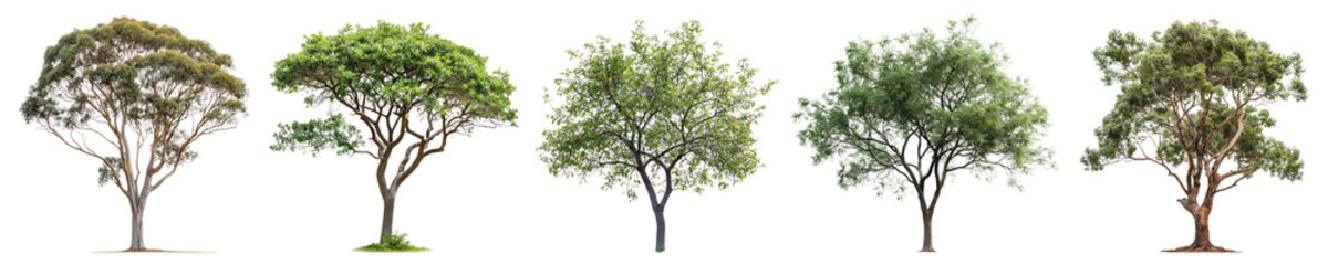 Obraz premium PNG Tree set on transparent background
