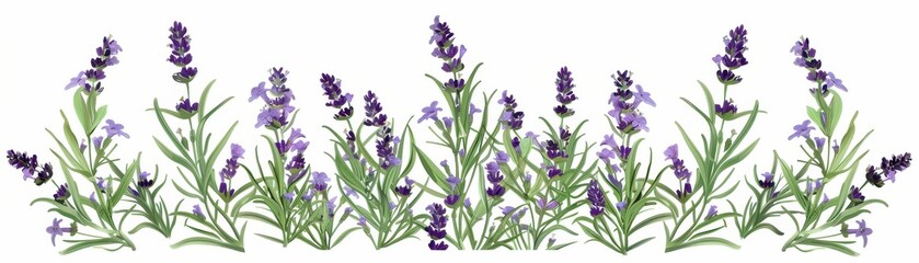 Obraz premium A delicate arrangement of lavender flowers, showcasing their vibrant purple hue and lush green leaves, creating a serene and calming visual.