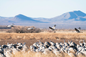 Sandhill Cranes taking off in Southern Arizona, USA