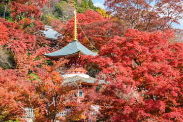 前方に赤や黄、紫など全山の紅葉が浮かび上がり、背景の深い緑の山と合わせ一幅の絵画のような景観が広がる