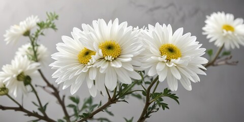 Obraz premium Large white chrysanthemum flower facing forward on a branch, branch, flower details