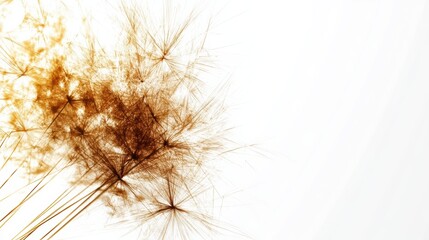 Obraz premium Delicate, golden tufts of grass or plant against a white background, creating a soft and ethereal aesthetic.