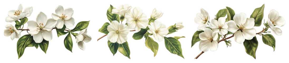 PNG Vintage white flower set on transparent background