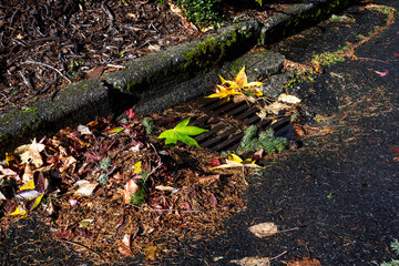After the storm, tree debris littered on street and blocking storm drain, fall leaves, evergreen branches, and pine needles
