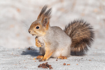 The squirrel in winter sits on white snow.