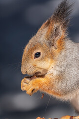 Obraz premium The squirrel in winter sits on white snow.